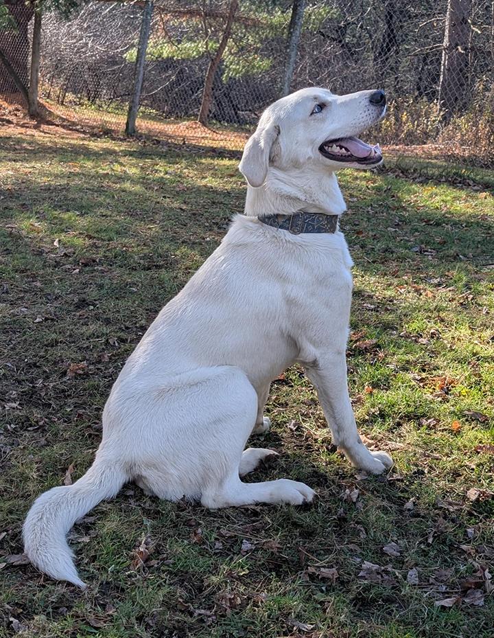 Snow, a Adoptable mixed breed in Stanstead, QC image 2/6