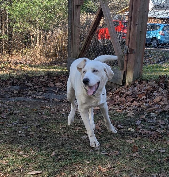 Snow, a Adoptable mixed breed in Stanstead, QC image 3/6