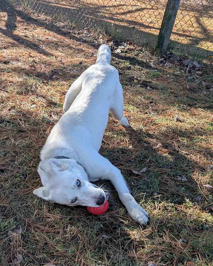 Snow, a Adoptable mixed breed in Stanstead, QC image 4/6
