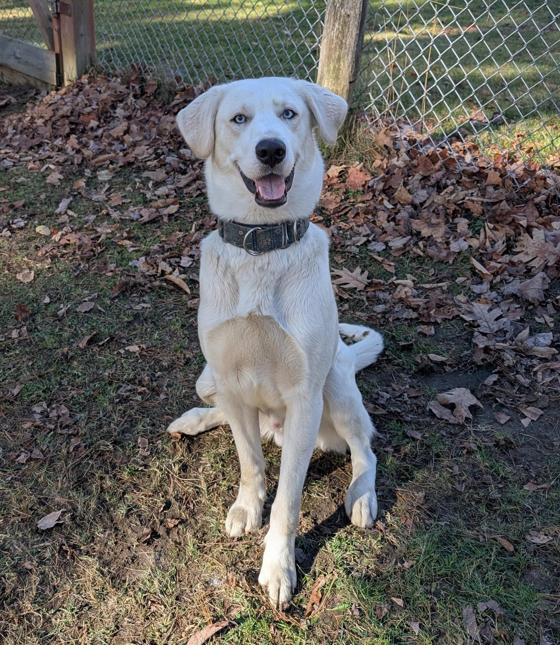 Snow, a Adoptable mixed breed in Stanstead, QC image 1/6