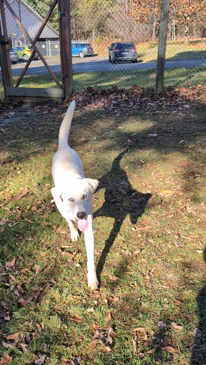 Enlarge Snow, a Adoptable mixed breed in Stanstead, QC video 6/6