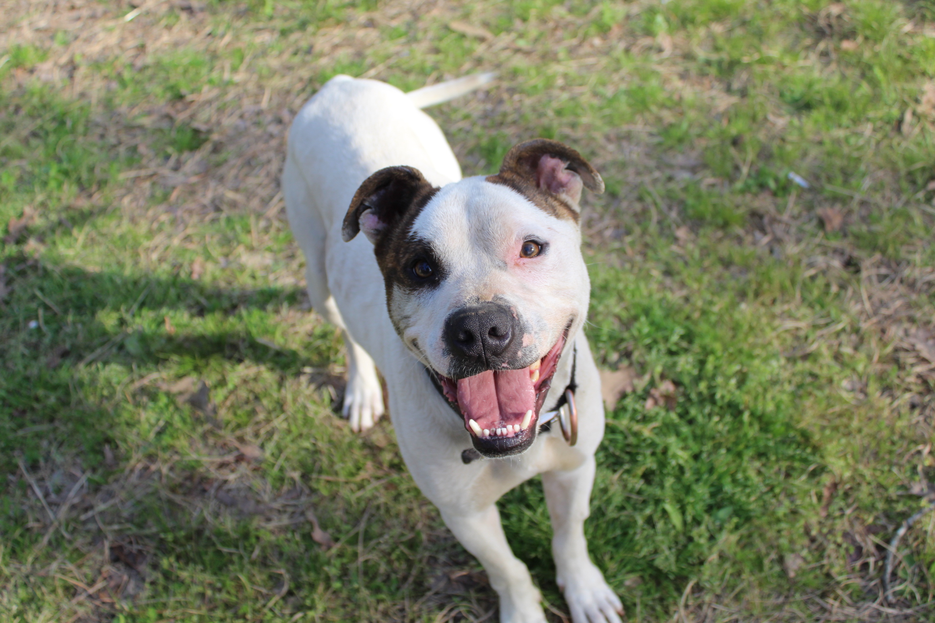 Aries, a Adoptable mixed breed in Nanuet, NY image 5/5