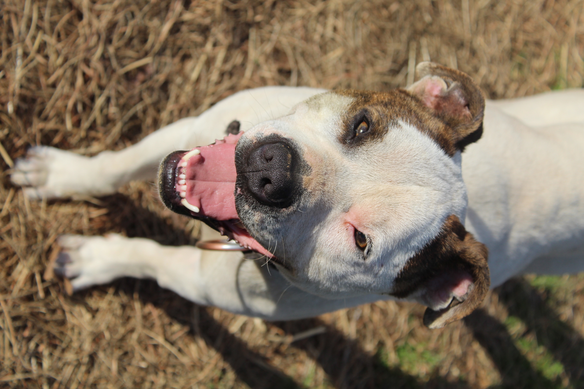 Aries, a Adoptable mixed breed in Nanuet, NY image 4/5