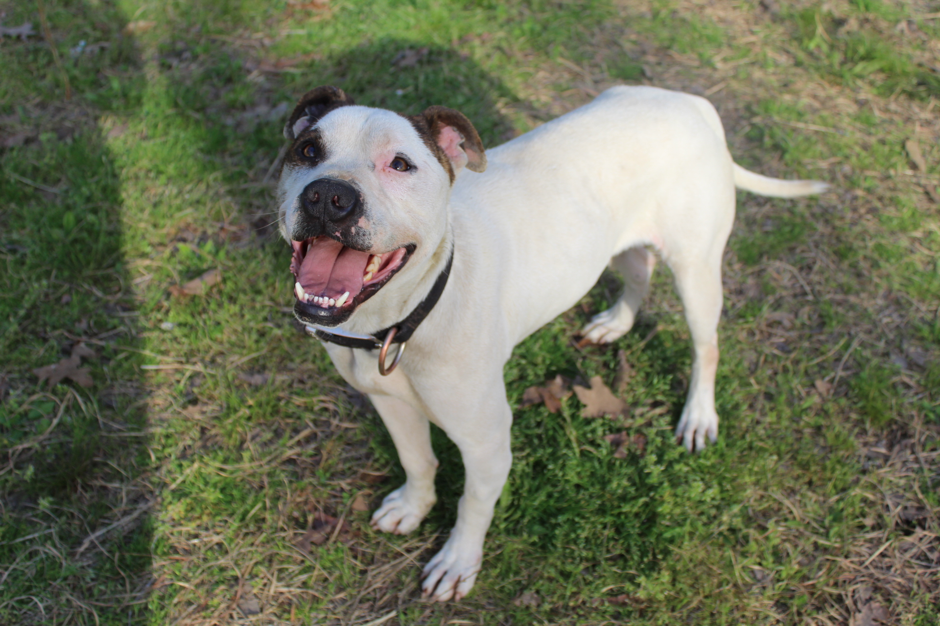 Aries, a Adoptable mixed breed in Nanuet, NY image 3/5