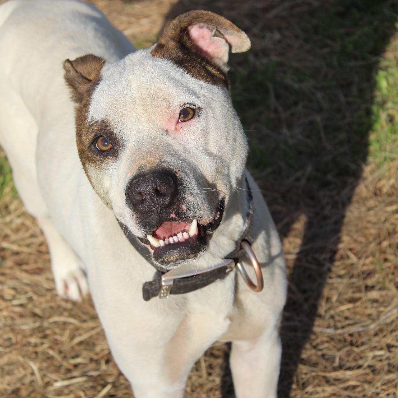 Aries, a Adoptable mixed breed in Nanuet, NY image 1/5