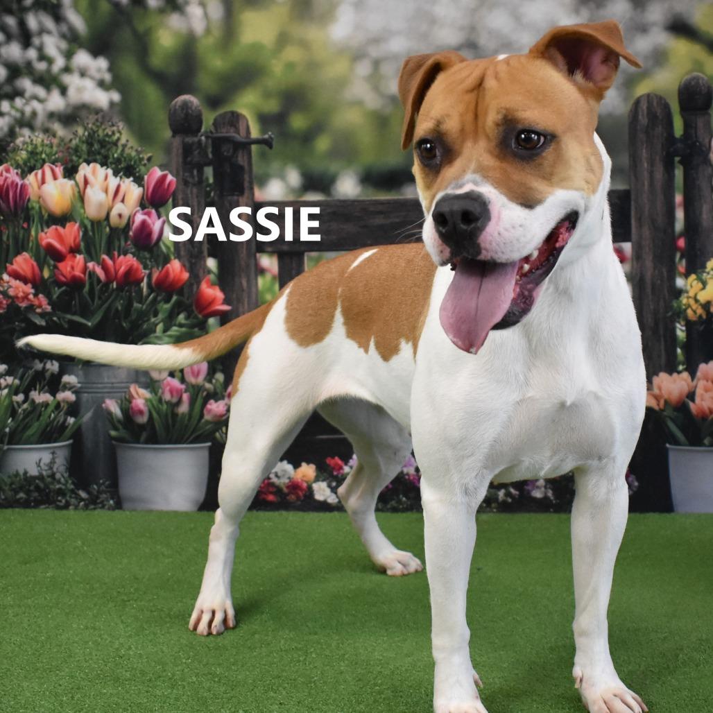 Sassie, Adoptable, Adult Female Boxer & Mixed Breed.