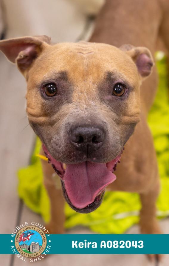 KEIRA, Adoptable, Young Female American Bulldog.