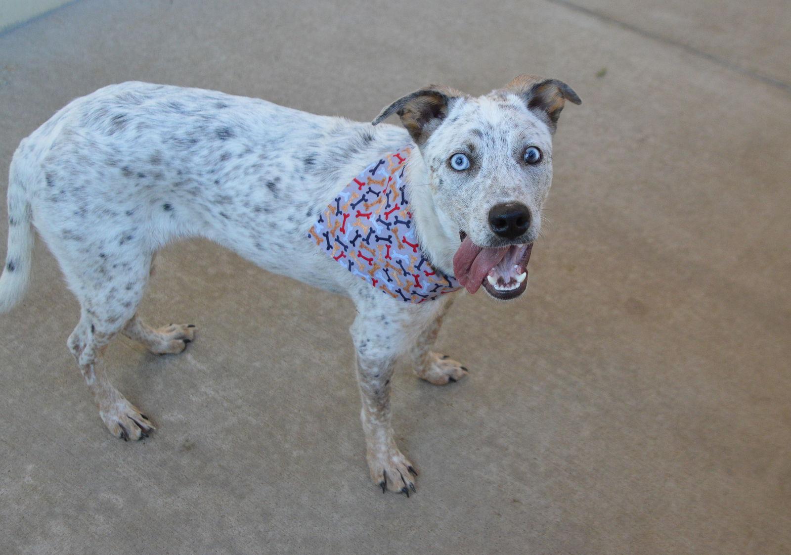 Abu, Adoptable, Puppy Male Shepherd.