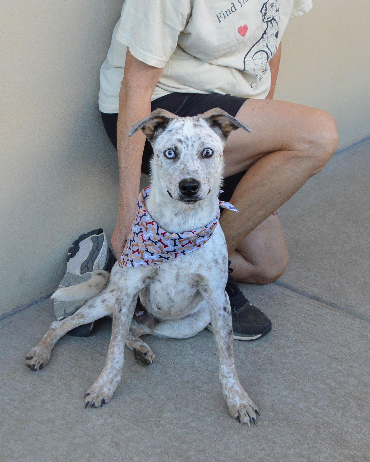 Enlarge Abu, a Adoptable mixed breed in McKinney, TX image 2/3