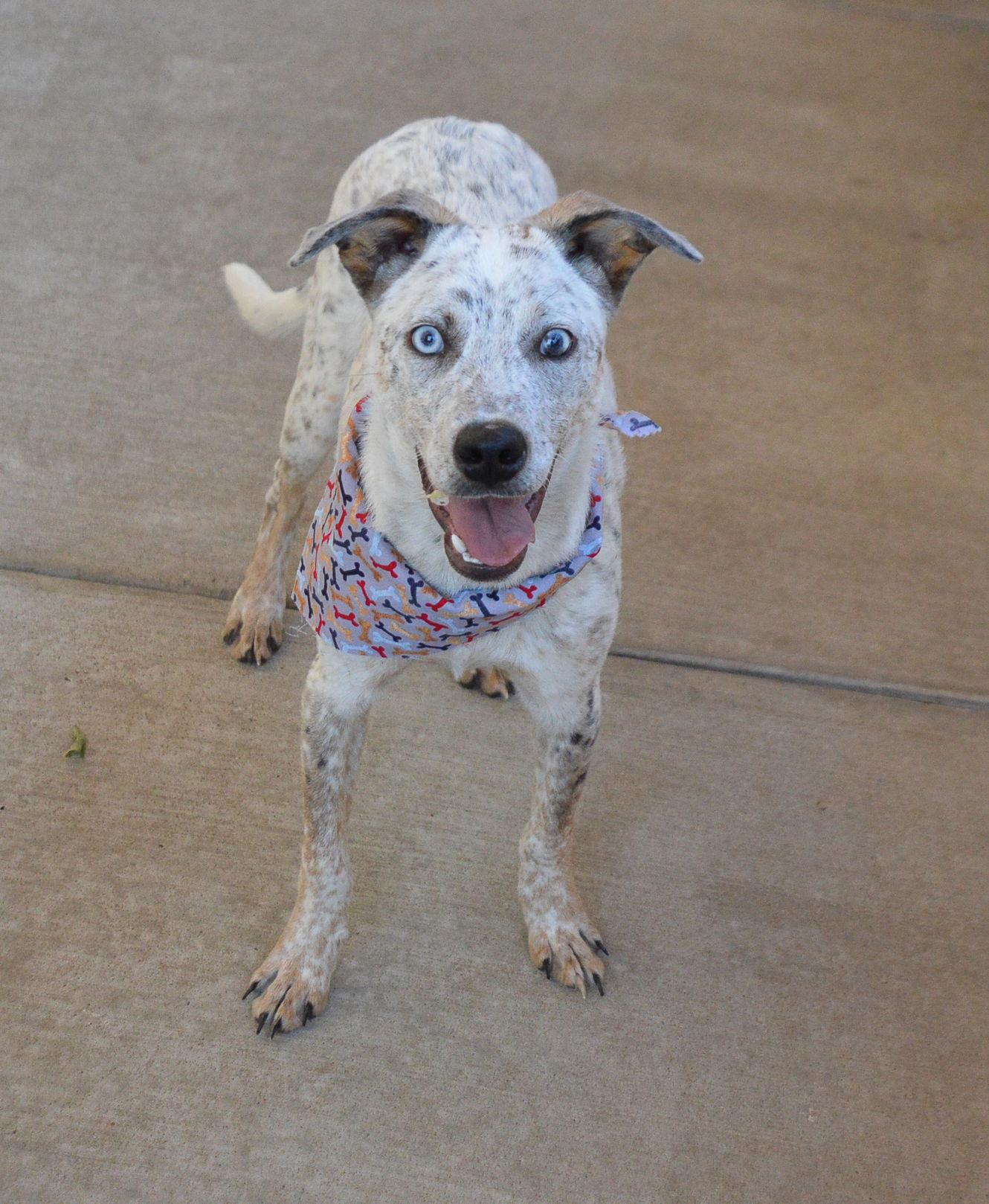 Enlarge Abu, a Adoptable mixed breed in McKinney, TX image 3/3