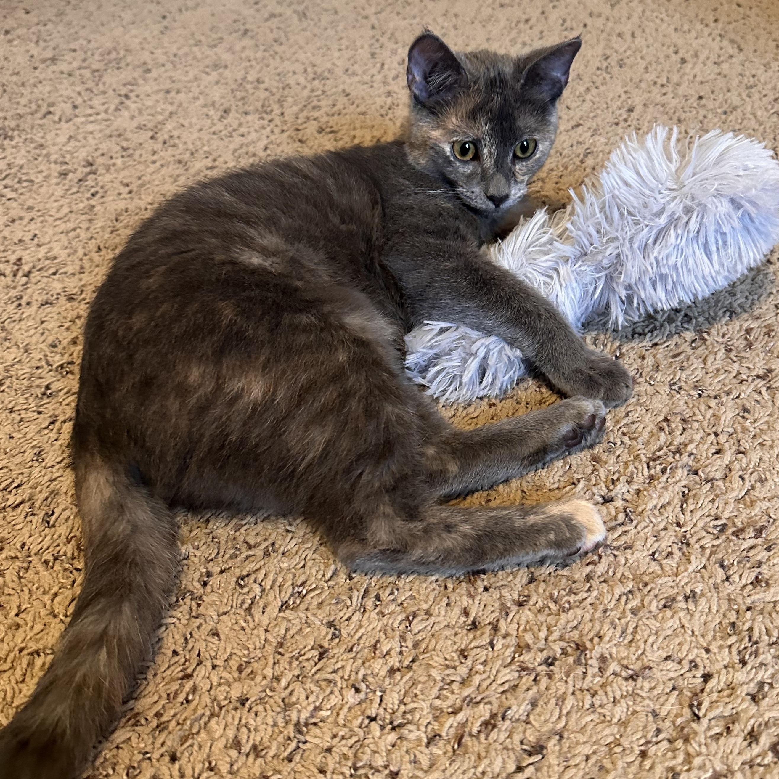 Noelle, a ADOPTABLE Domestic Short Hair in Lexington, KY image 4/4