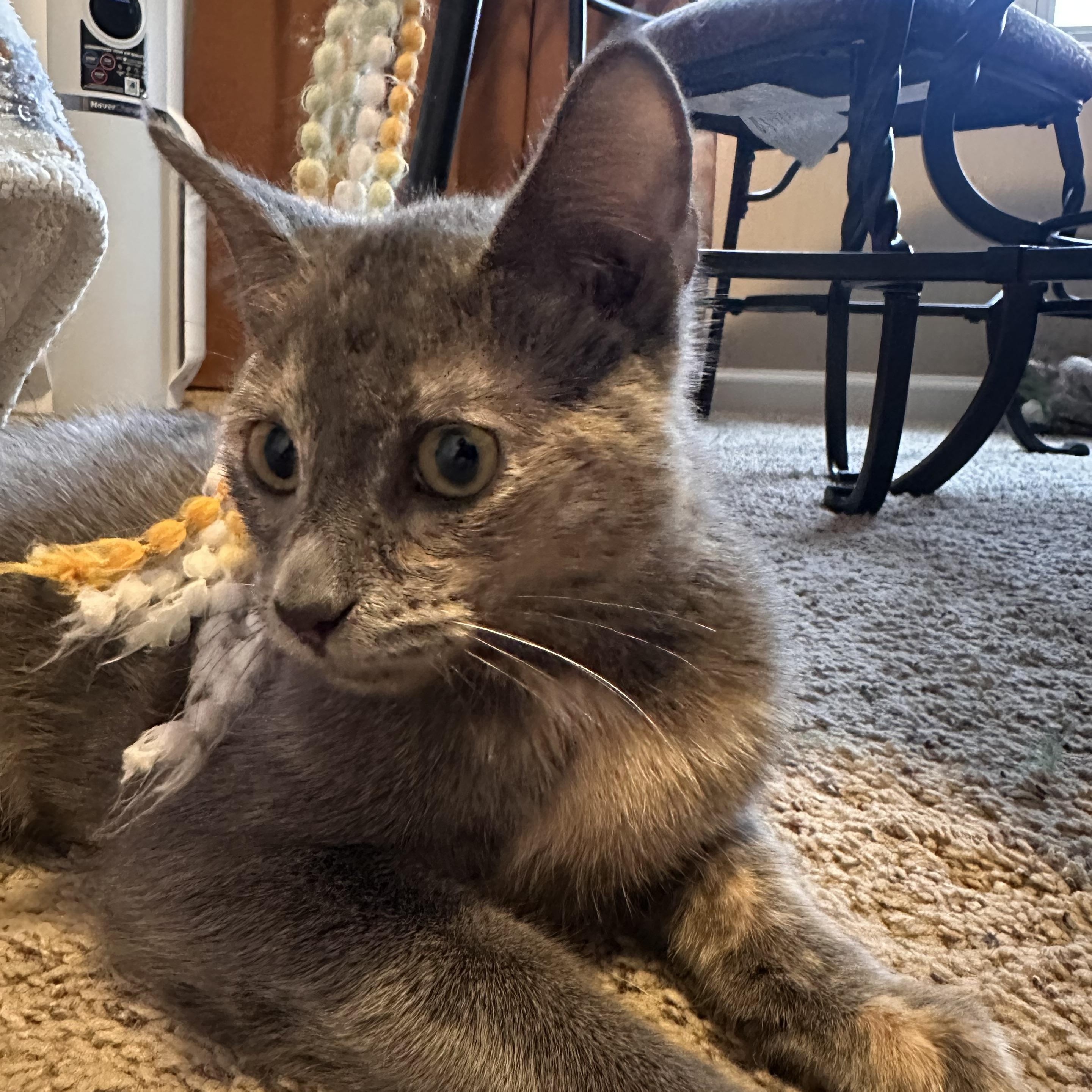 Noelle, a ADOPTABLE Domestic Short Hair in Lexington, KY image 1/4