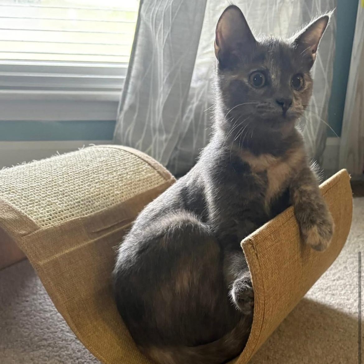 Noelle, a ADOPTABLE Domestic Short Hair in Lexington, KY image 2/4