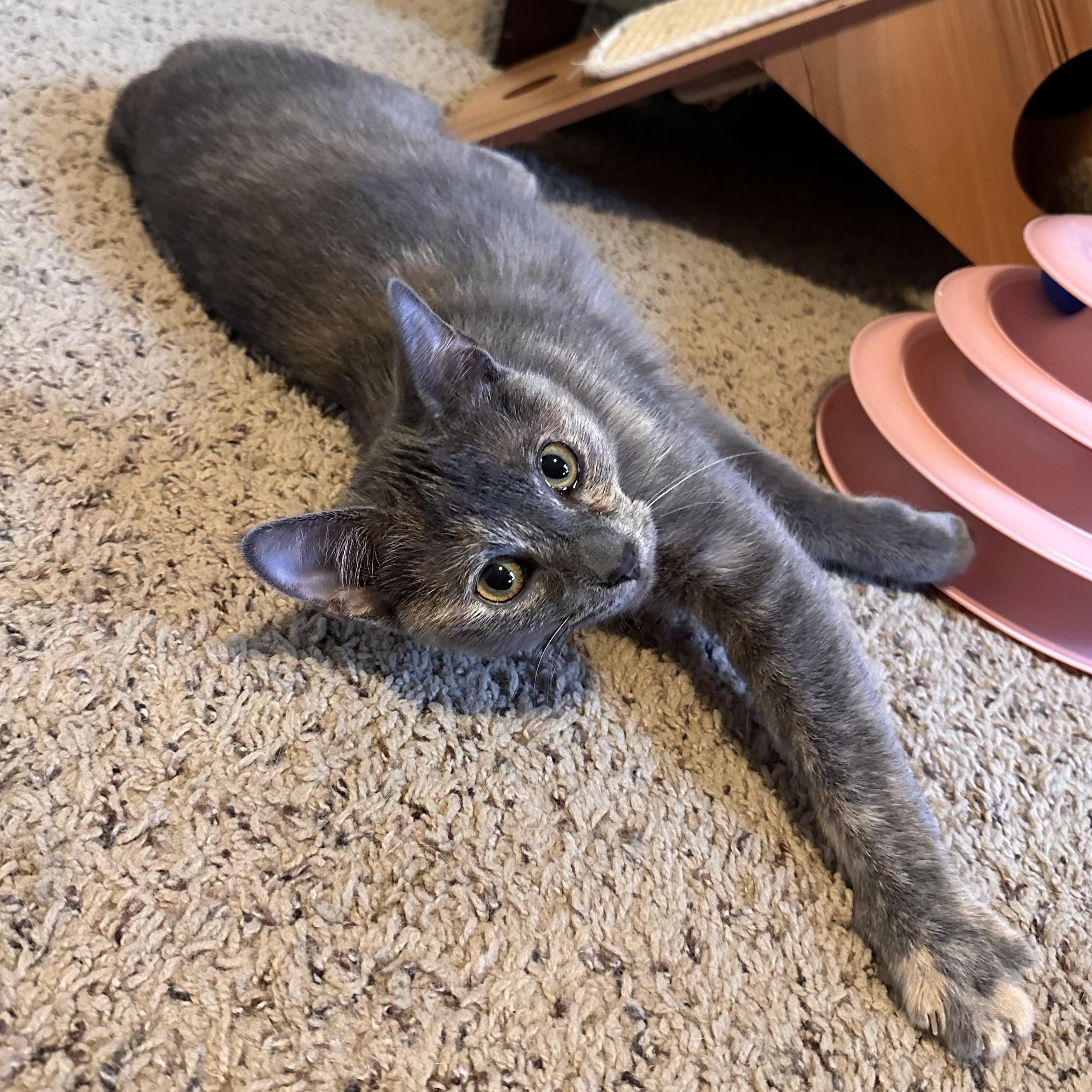 Noelle, a ADOPTABLE Domestic Short Hair in Lexington, KY image 3/4