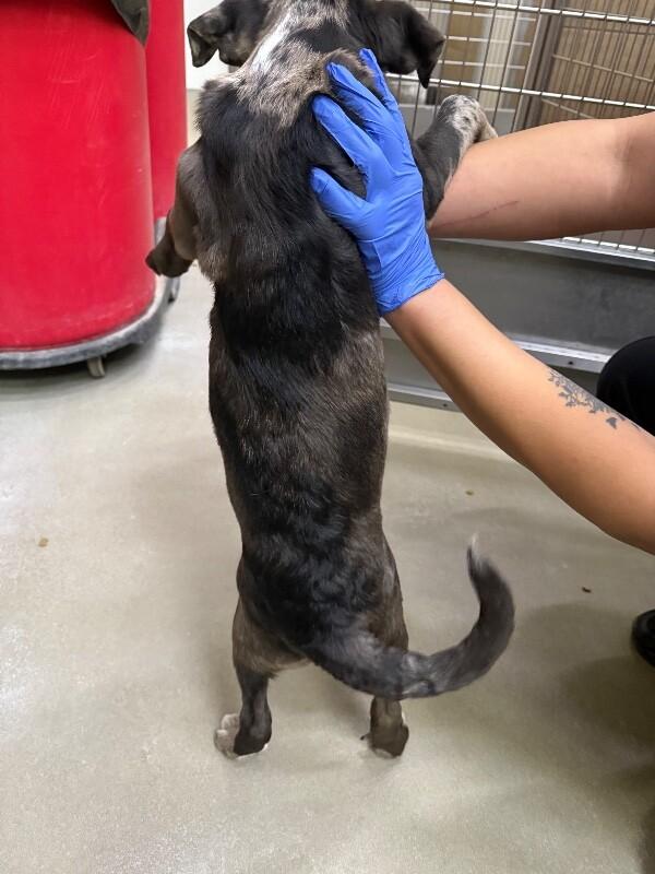 Enlarge Lazer, a Adoptable Mixed Breed in Hobbs, NM image 2/5