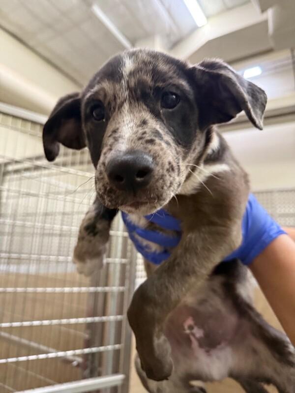 Enlarge Lazer, a Adoptable Mixed Breed in Hobbs, NM image 3/5