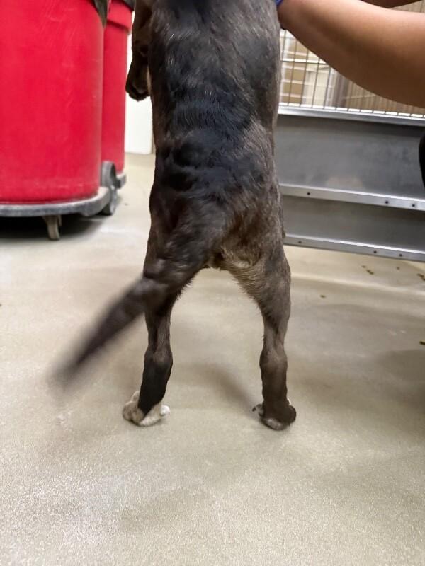 Enlarge Lazer, a Adoptable Mixed Breed in Hobbs, NM image 4/5