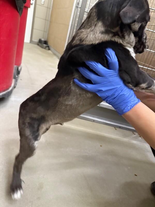 Enlarge Lazer, a Adoptable Mixed Breed in Hobbs, NM image 5/5