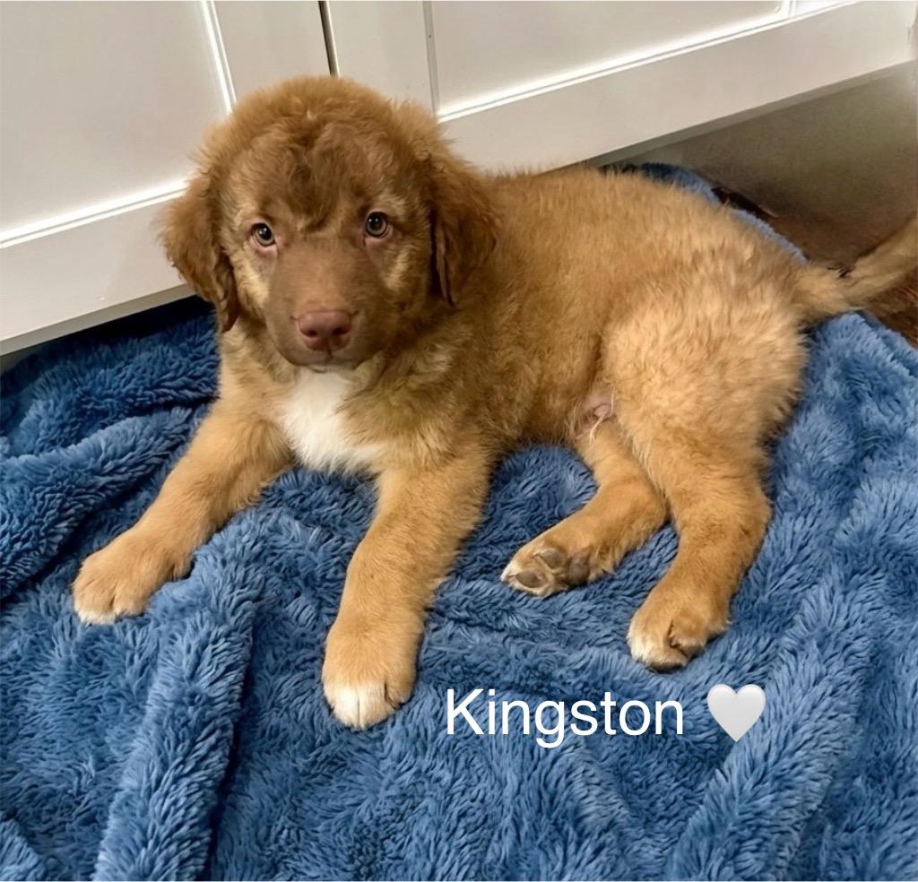 Kingston, Adoptable, Puppy Male Australian Shepherd.