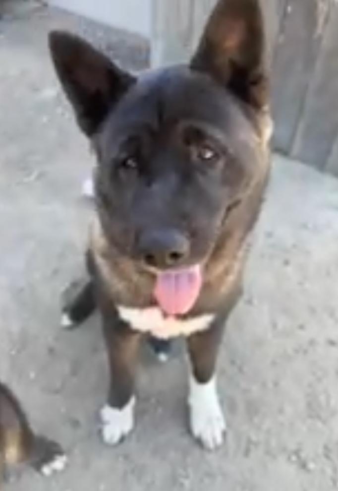 Akita Mom & Pup, Adoptable, Adult Female Akita.