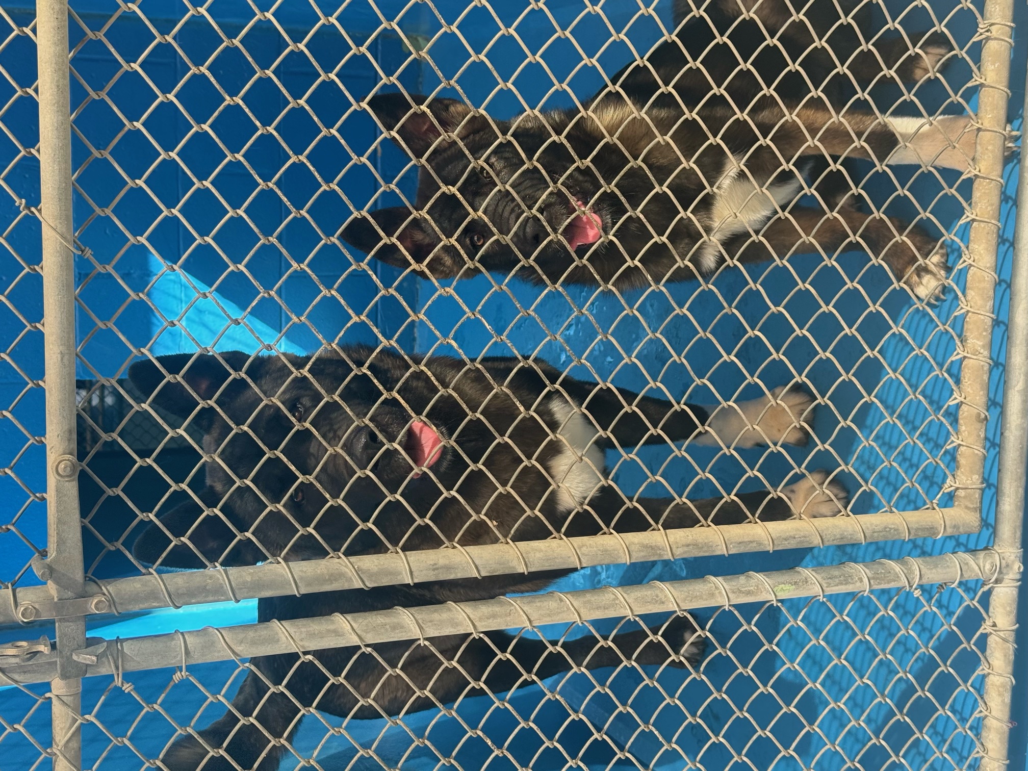 Enlarge Akita Mom & Pup, a Adoptable Akita in San Francisco, CA image 2/4