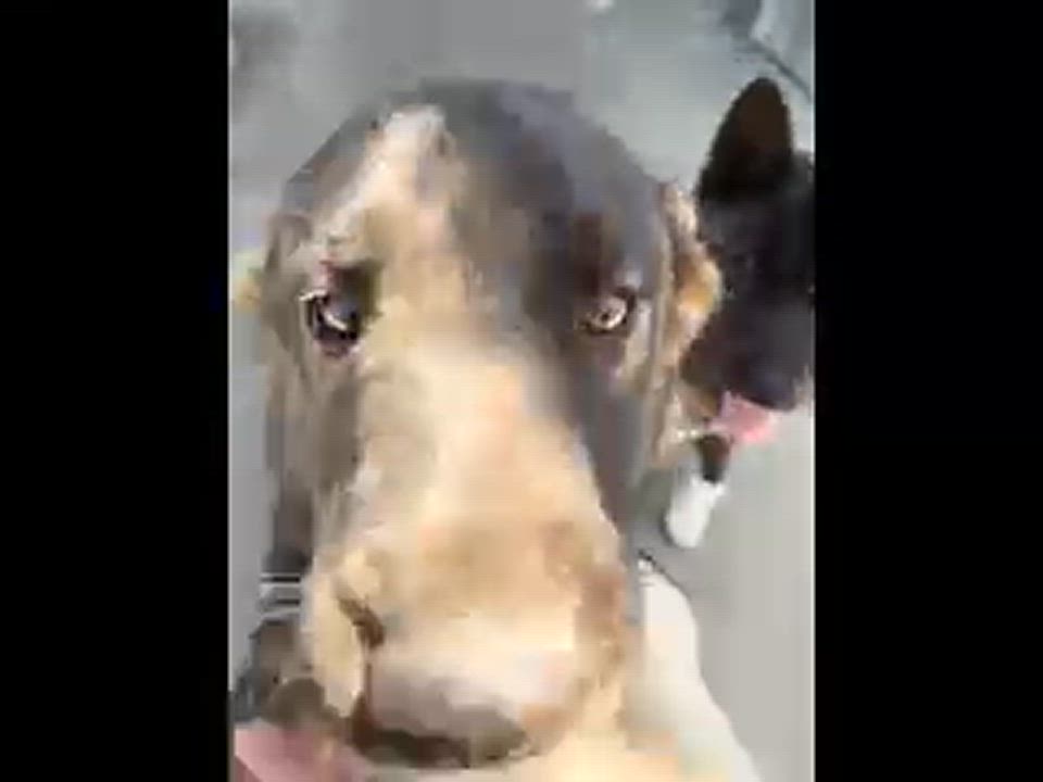 Enlarge Akita Mom & Pup, a Adoptable Akita in San Francisco, CA video 3/4