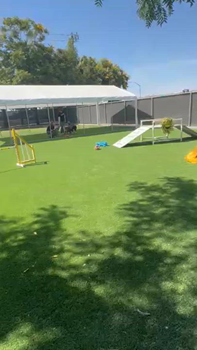 Enlarge Akita Mom & Pup, a Adoptable Akita in San Francisco, CA video 4/4