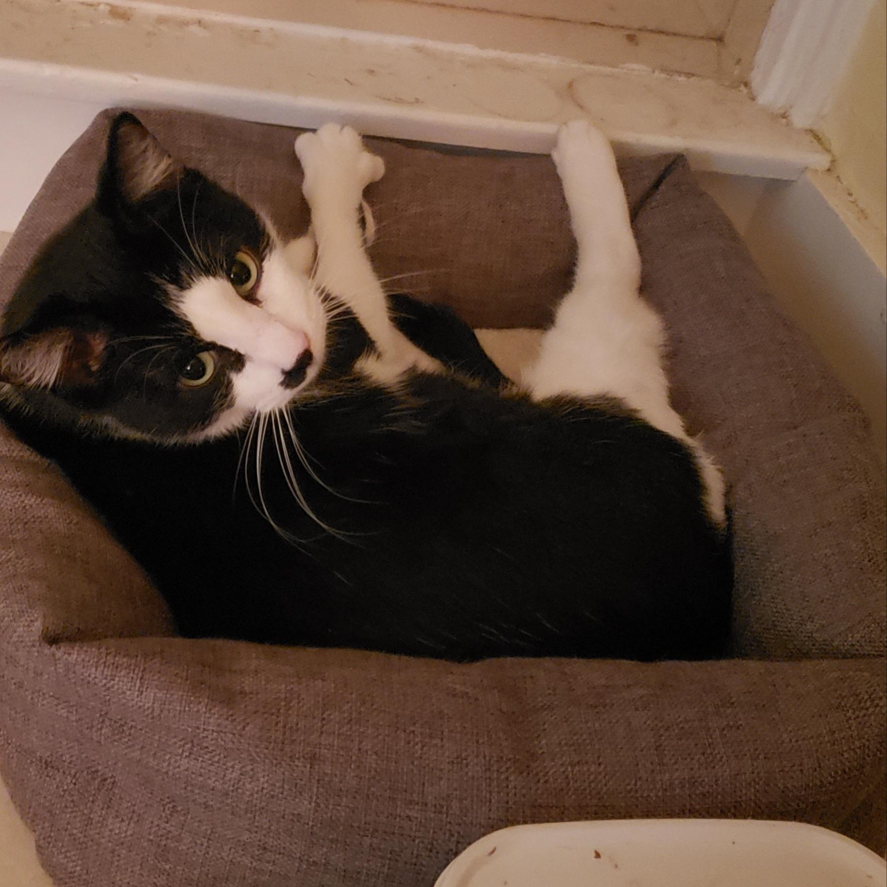 Enlarge Mohican, a Adoptable mixed breed in Benicia, CA image 3/6