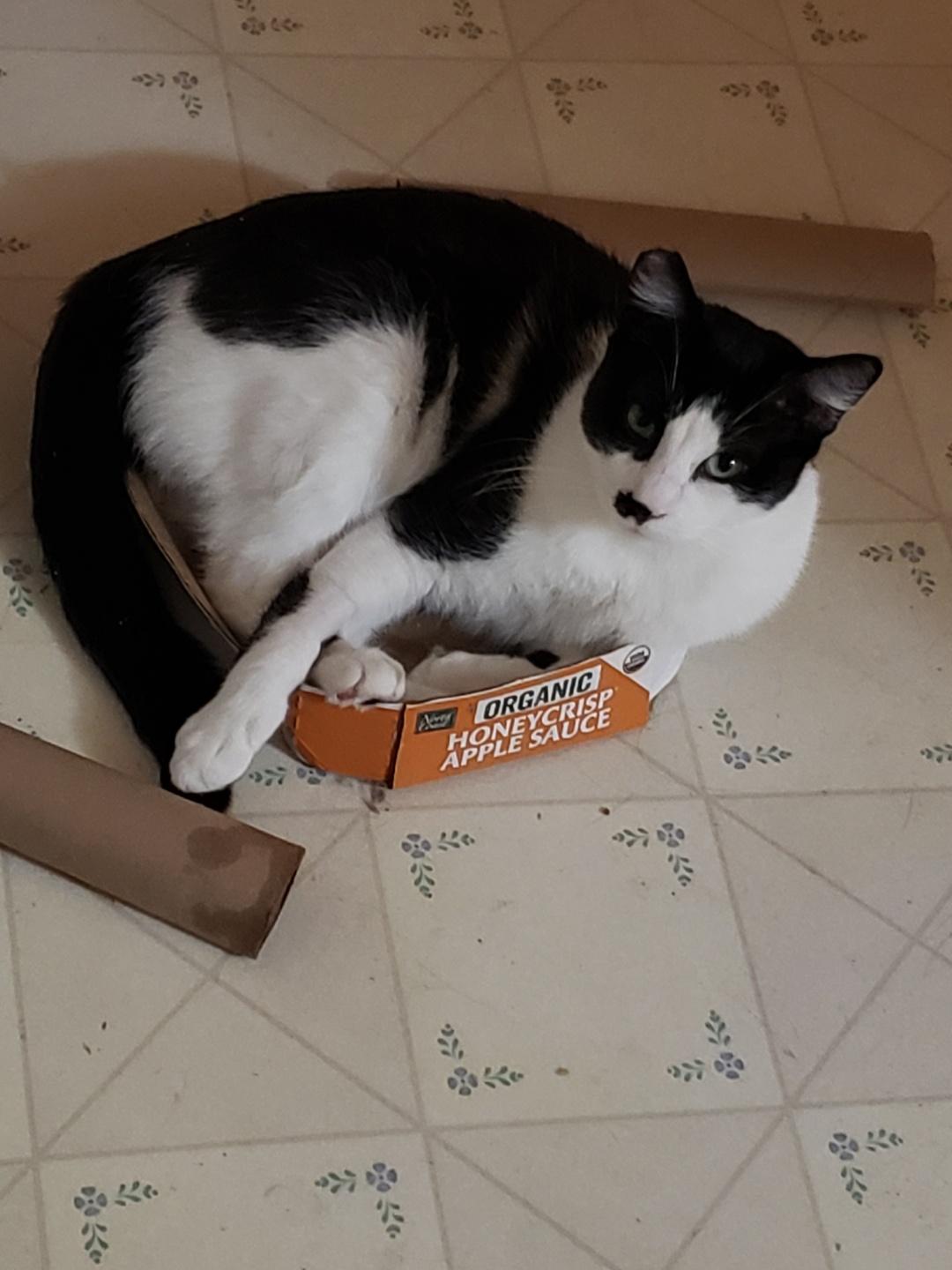 Enlarge Mohican, a Adoptable mixed breed in Benicia, CA image 4/6