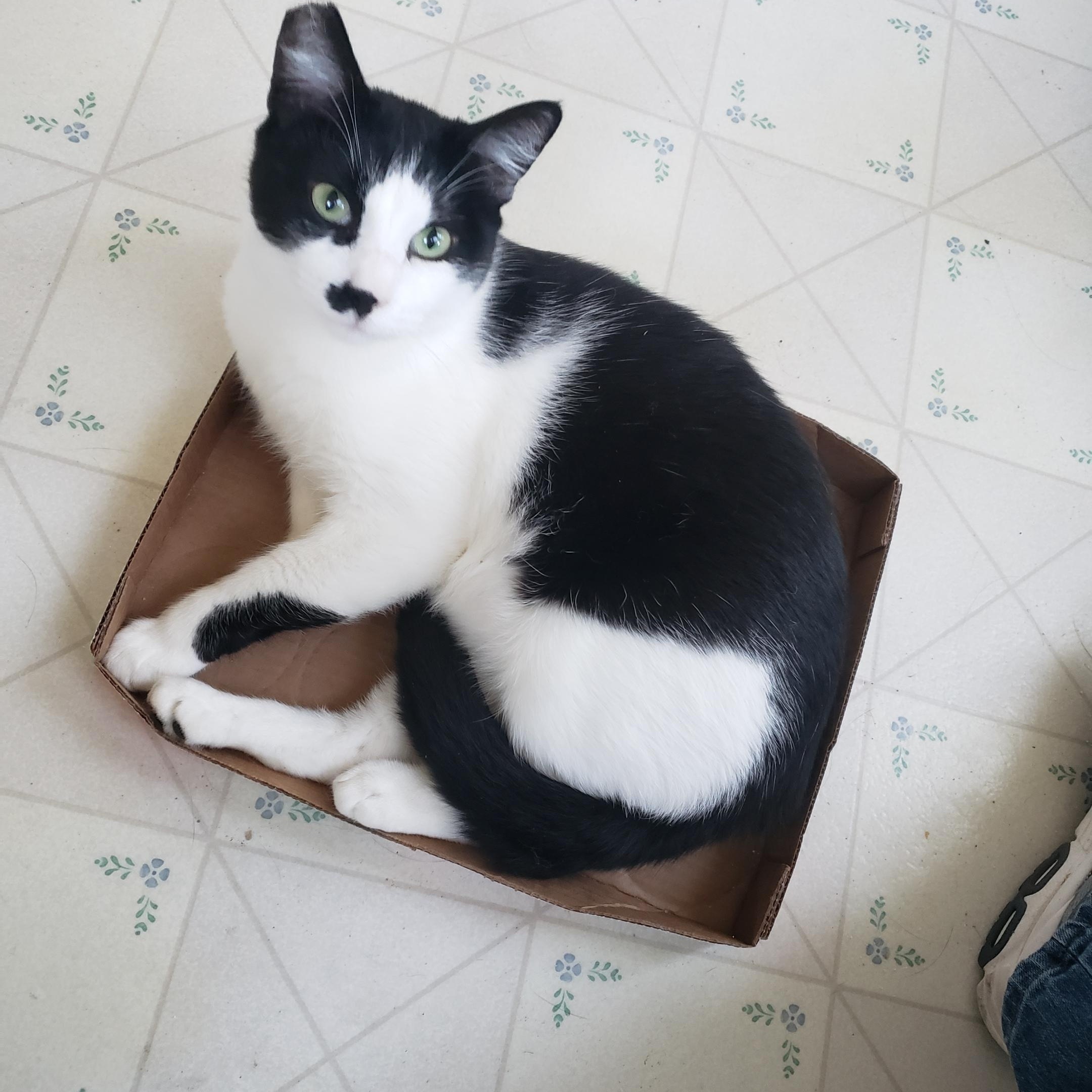 Mohican, Adult Male Domestic Short Hair