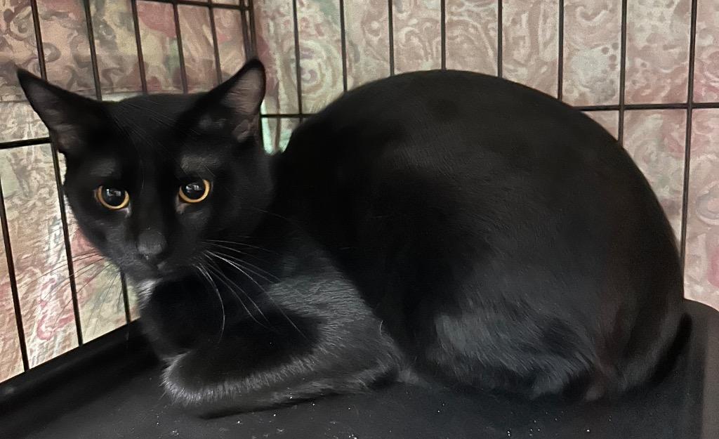 Enlarge Chief, a Adoptable mixed breed in Waynesville, MO image 1/1