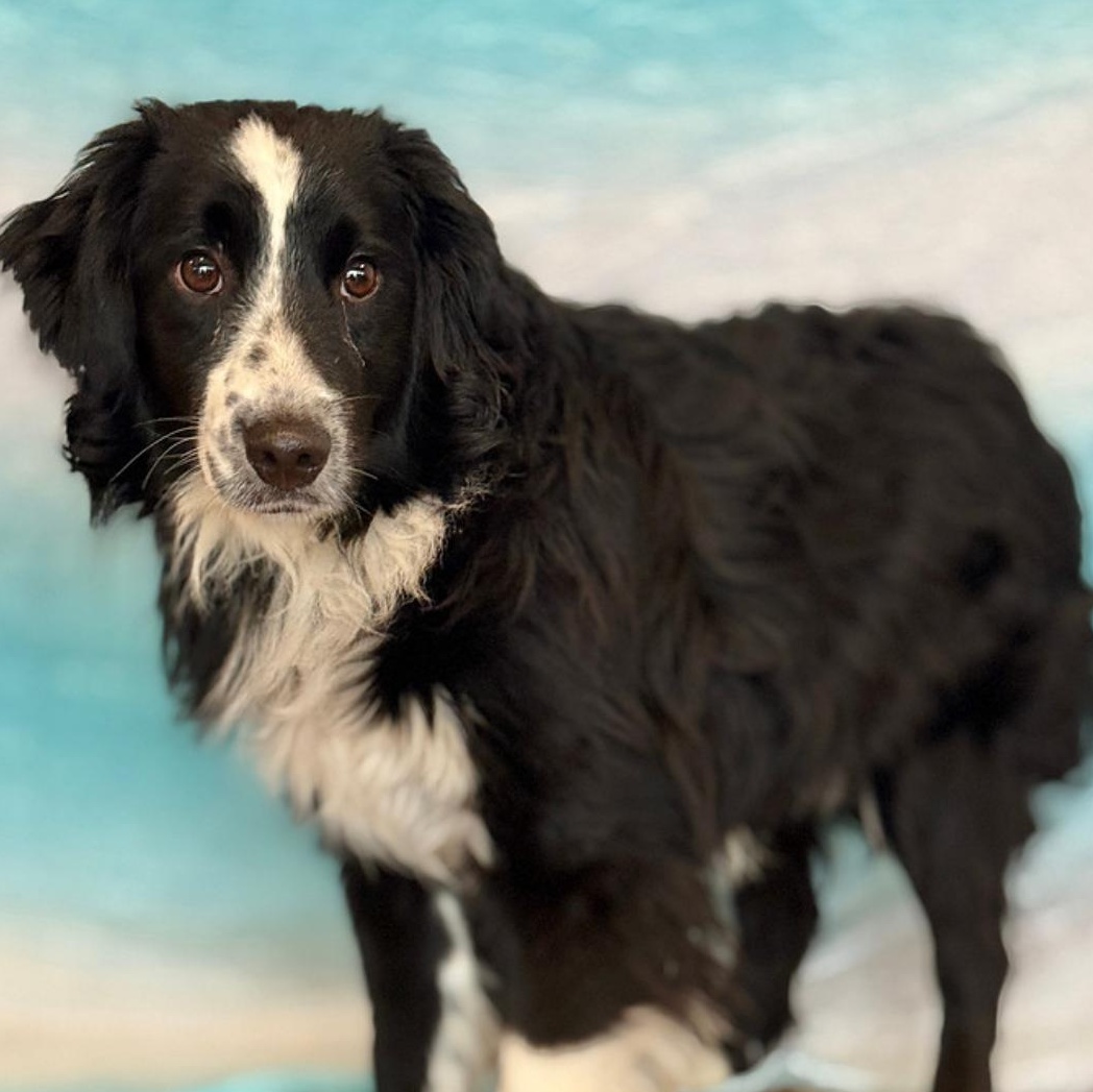 Charlie 3396, an adoptable Australian Shepherd in Boca Raton, FL image 2/2