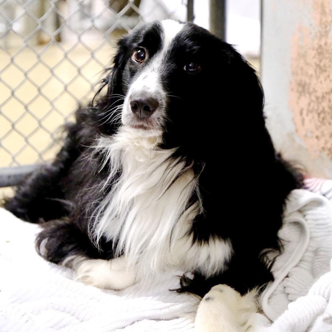 Charlie 3396, an adoptable Australian Shepherd in Boca Raton, FL image 1/2