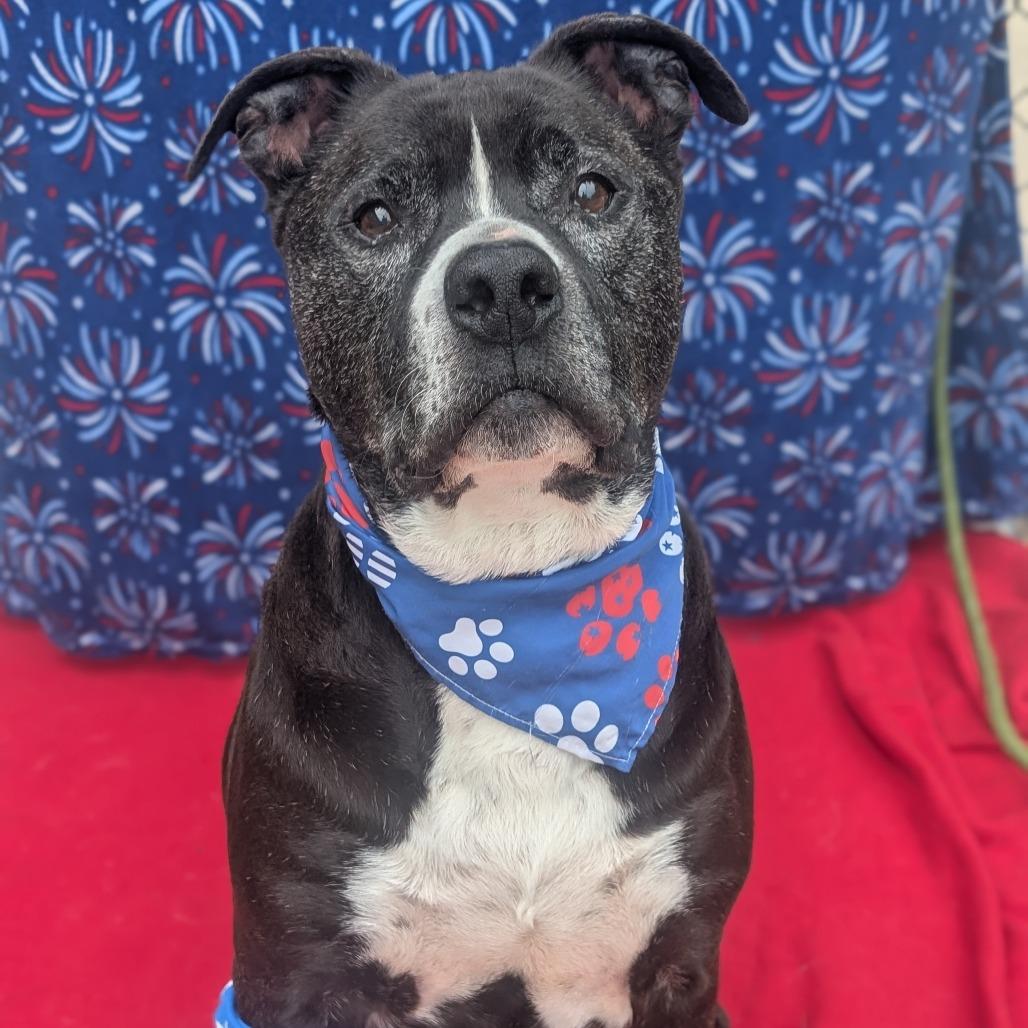 Pudge, Adoptable, Senior Male Pit Bull Terrier & Mixed Breed.