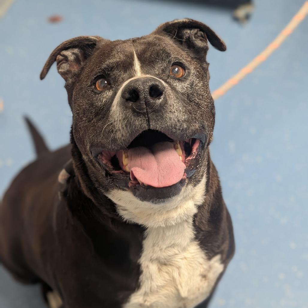 Enlarge Pudge, a Adoptable mixed breed in Watertown, NY image 1/6