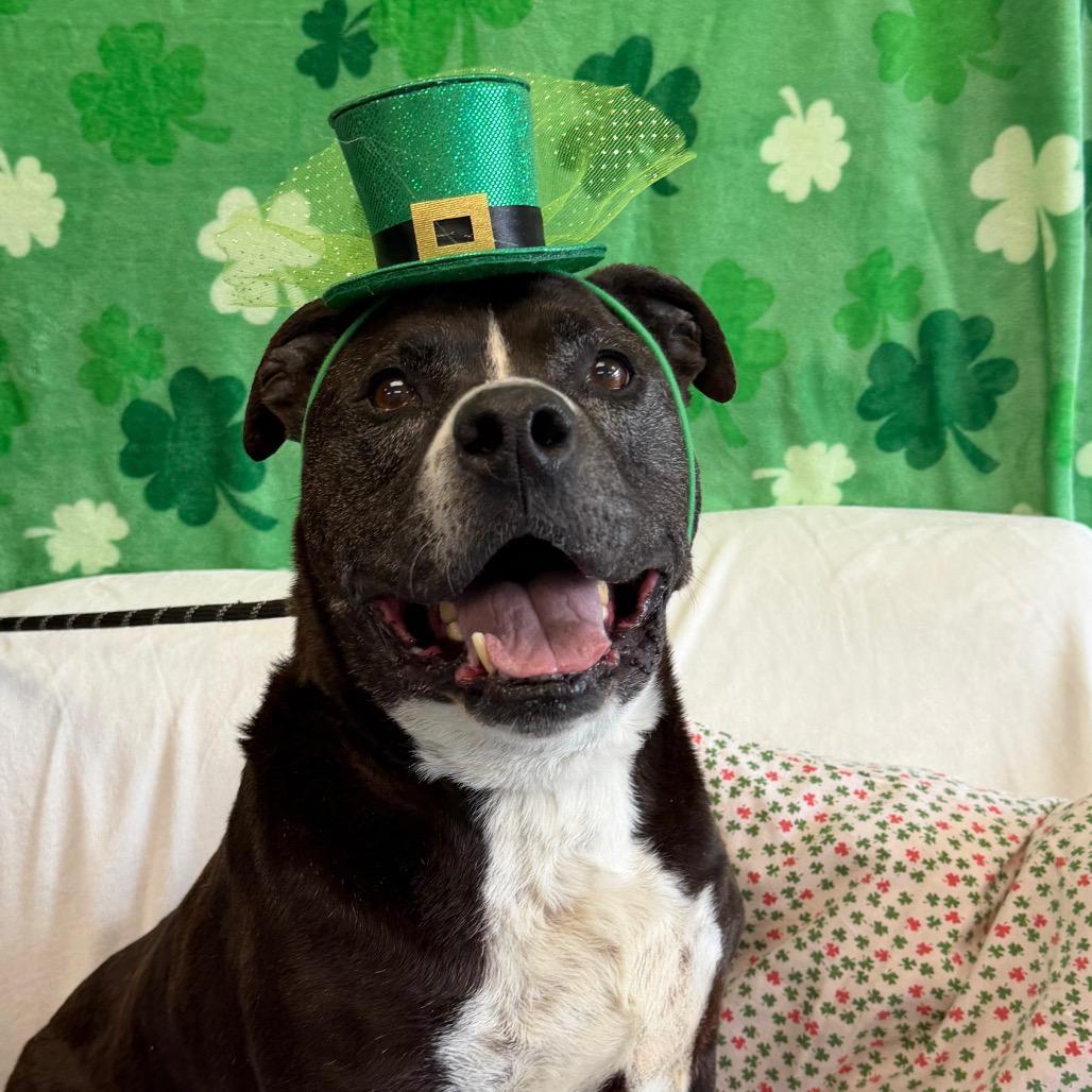 Enlarge Pudge, a Adoptable mixed breed in Watertown, NY image 3/6