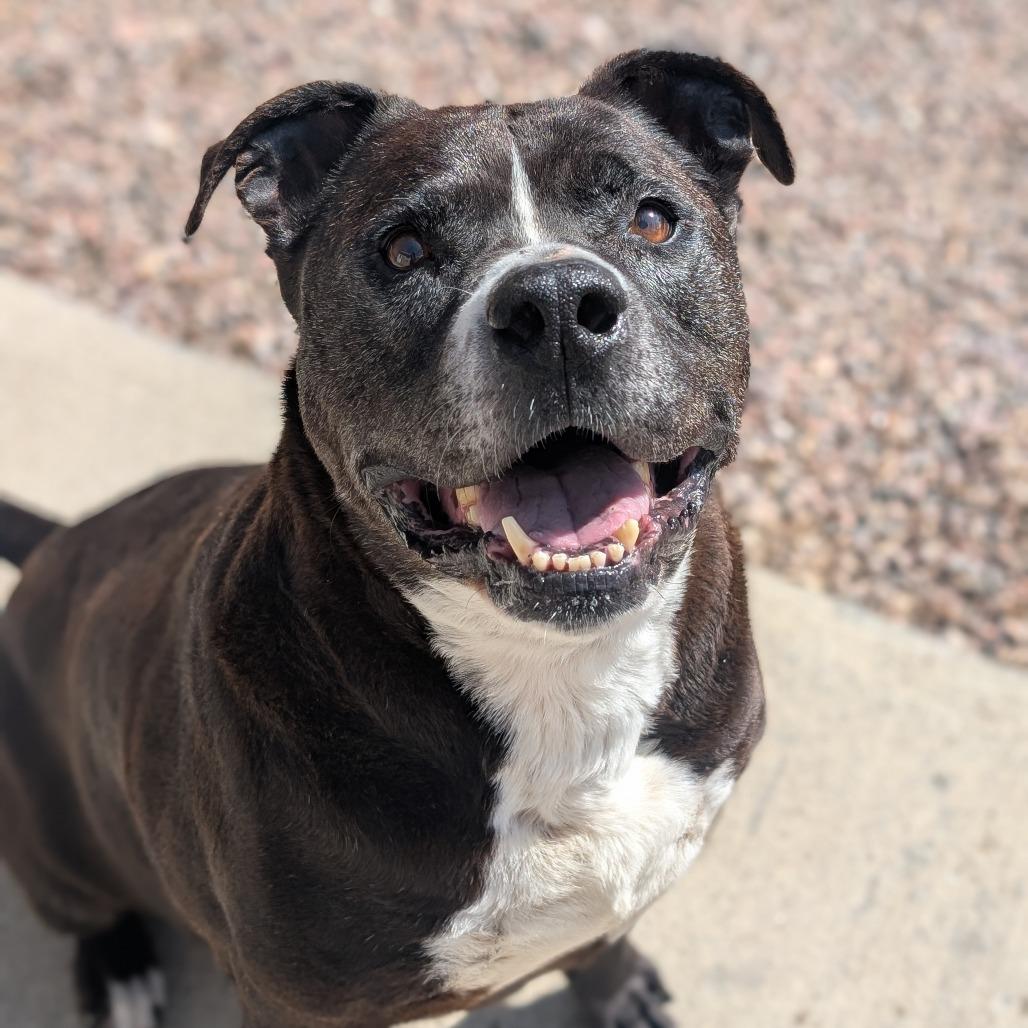 Enlarge Pudge, a Adoptable mixed breed in Watertown, NY image 4/6