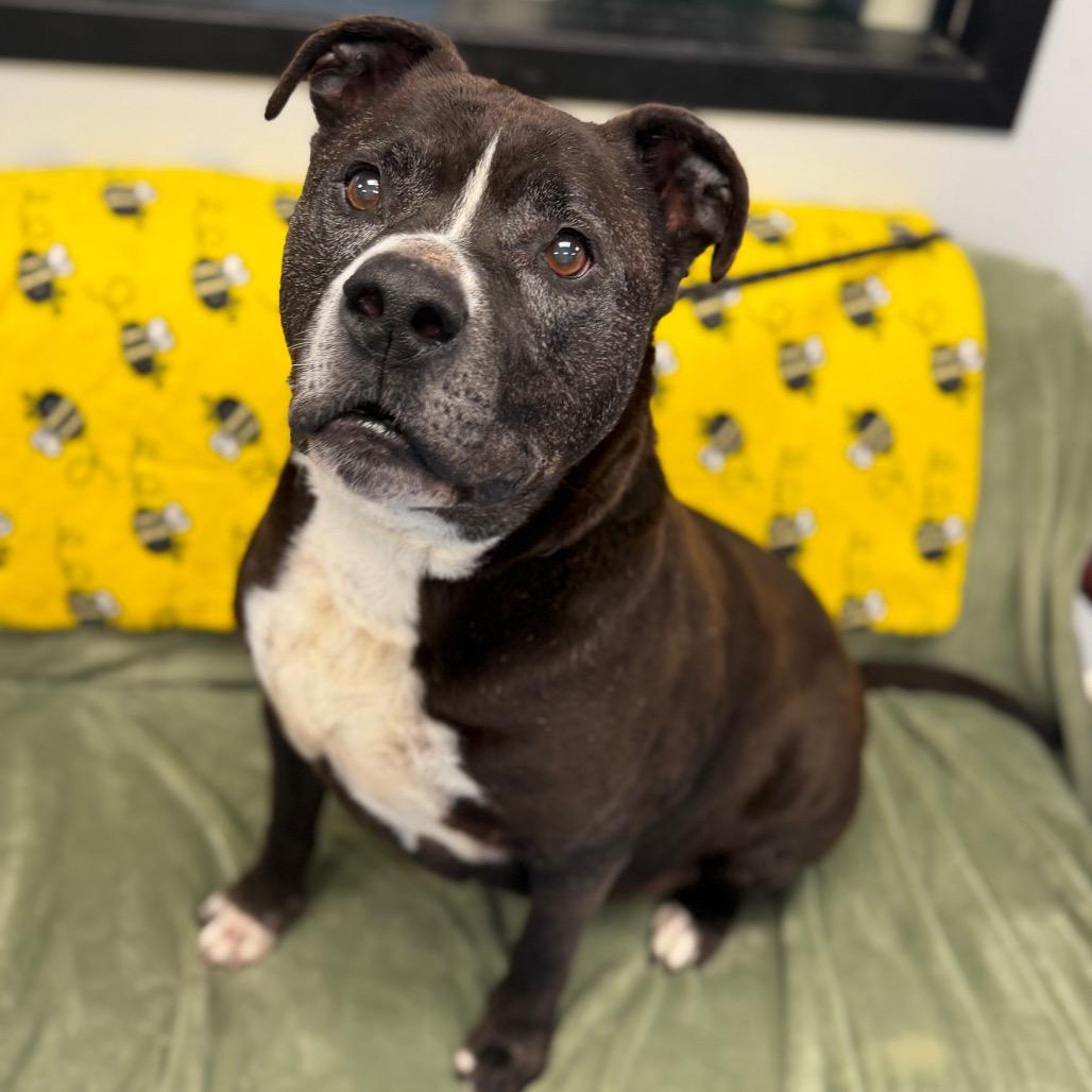 Enlarge Pudge, a Adoptable mixed breed in Watertown, NY image 4/6