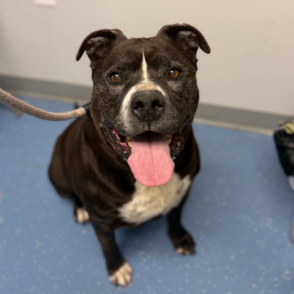 Enlarge Pudge, a Adoptable mixed breed in Watertown, NY image 4/6