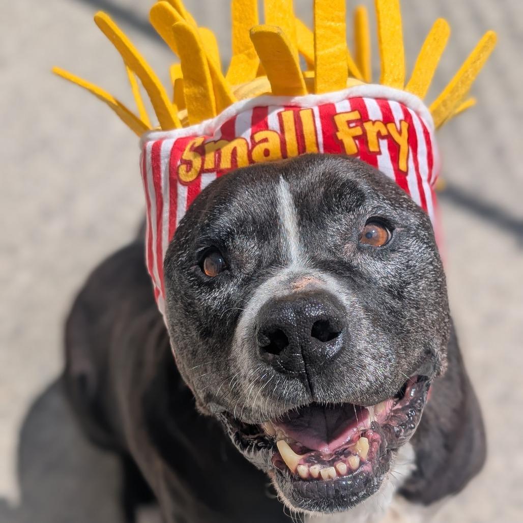 Enlarge Pudge, a Adoptable mixed breed in Watertown, NY image 5/6