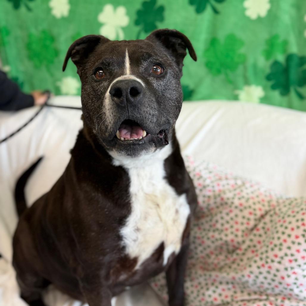 Enlarge Pudge, a Adoptable mixed breed in Watertown, NY image 5/6