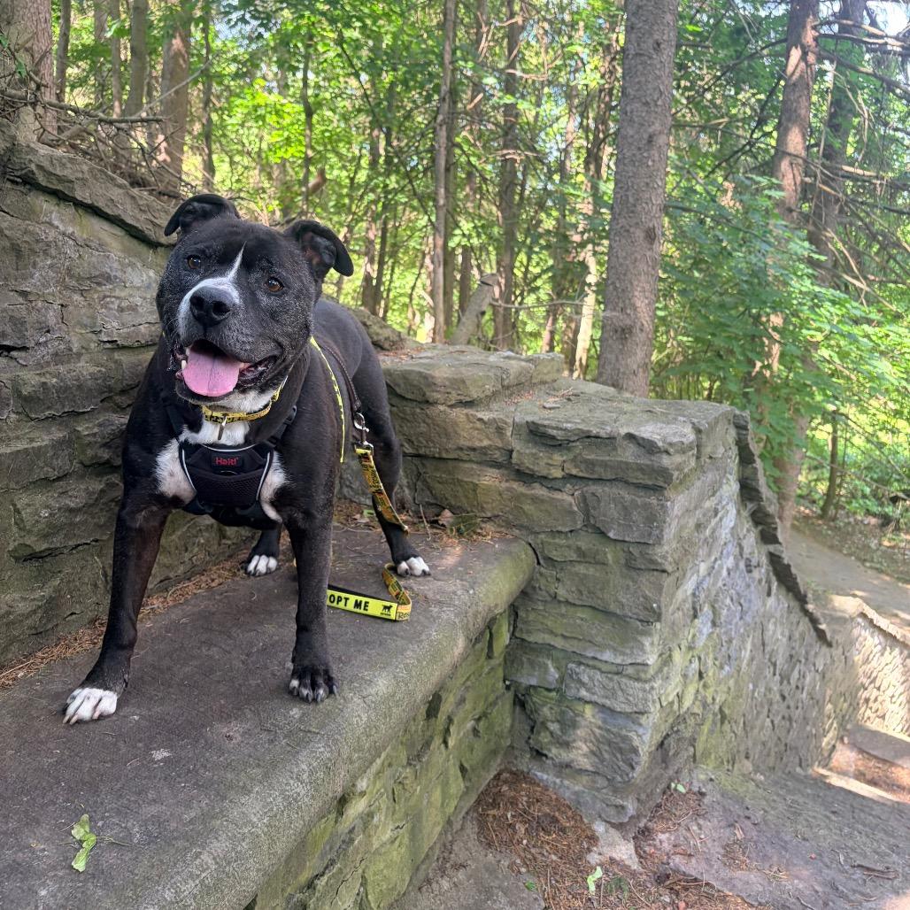 Pudge, a Adoptable mixed breed in Watertown, NY image 5/6