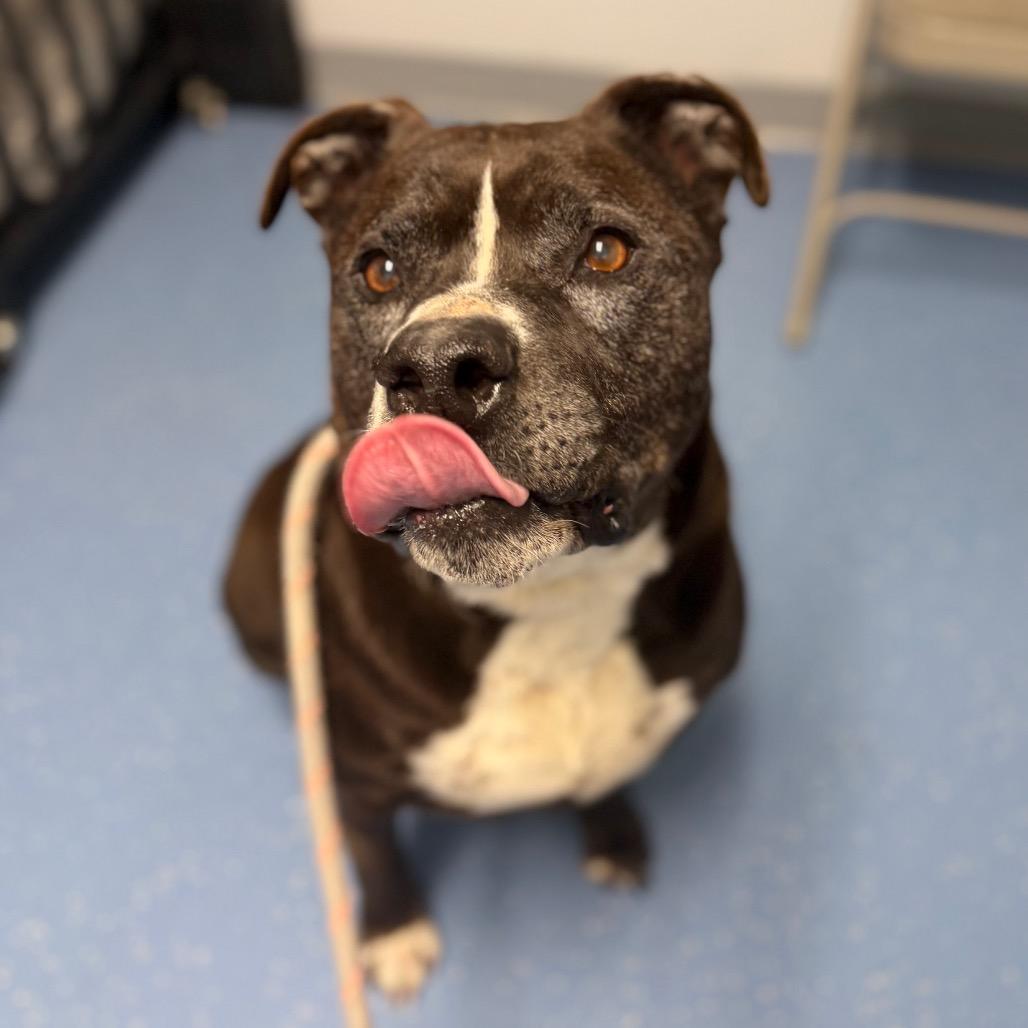 Enlarge Pudge, a Adoptable mixed breed in Watertown, NY image 6/6