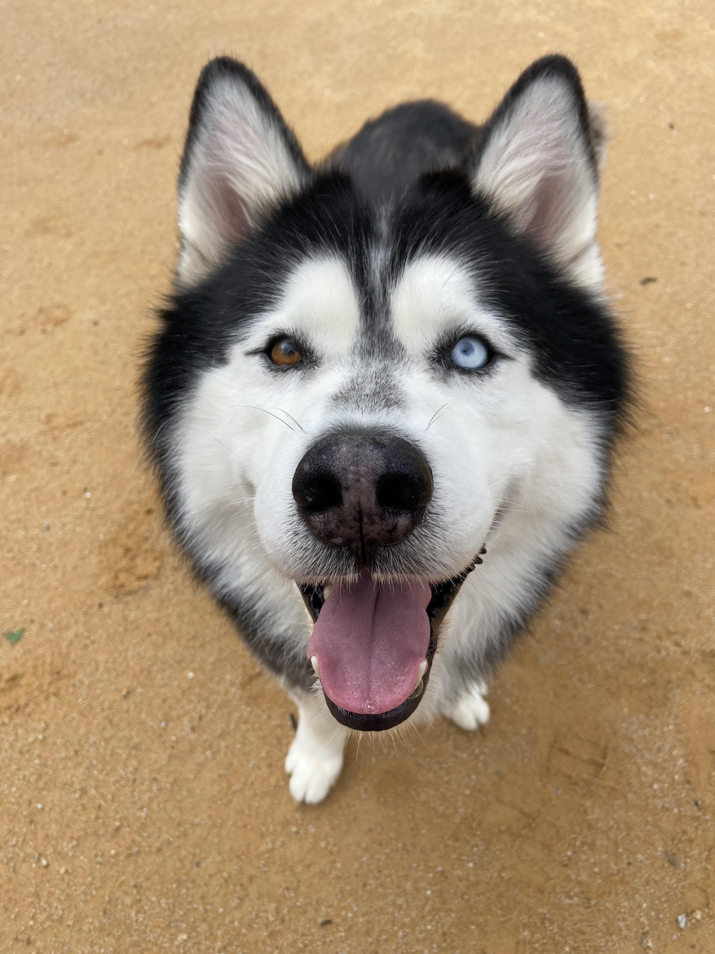 Enlarge Otis, a Adoptable mixed breed in Chico, CA image 1/6