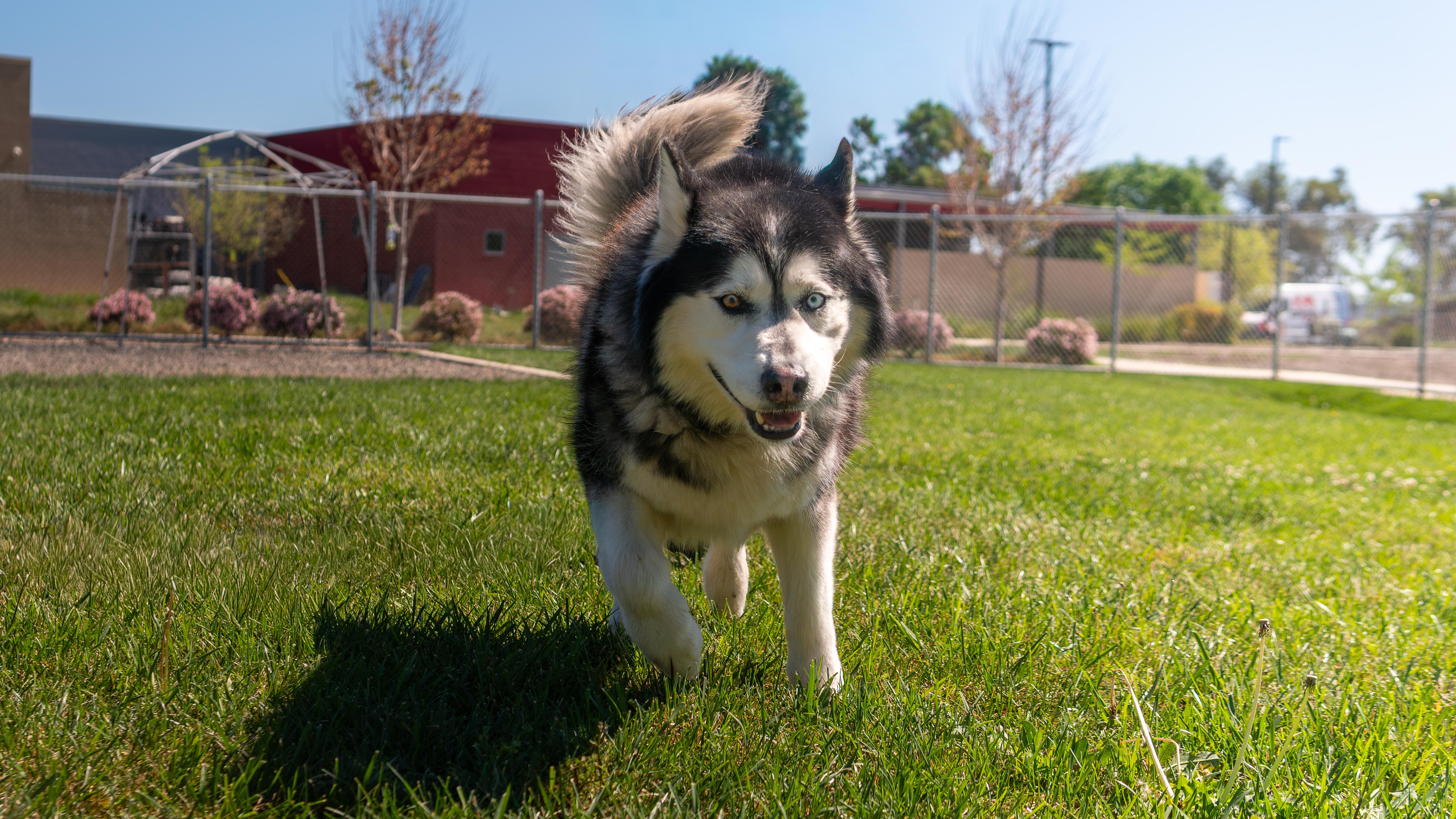Enlarge Otis, a Adoptable mixed breed in Chico, CA image 2/6