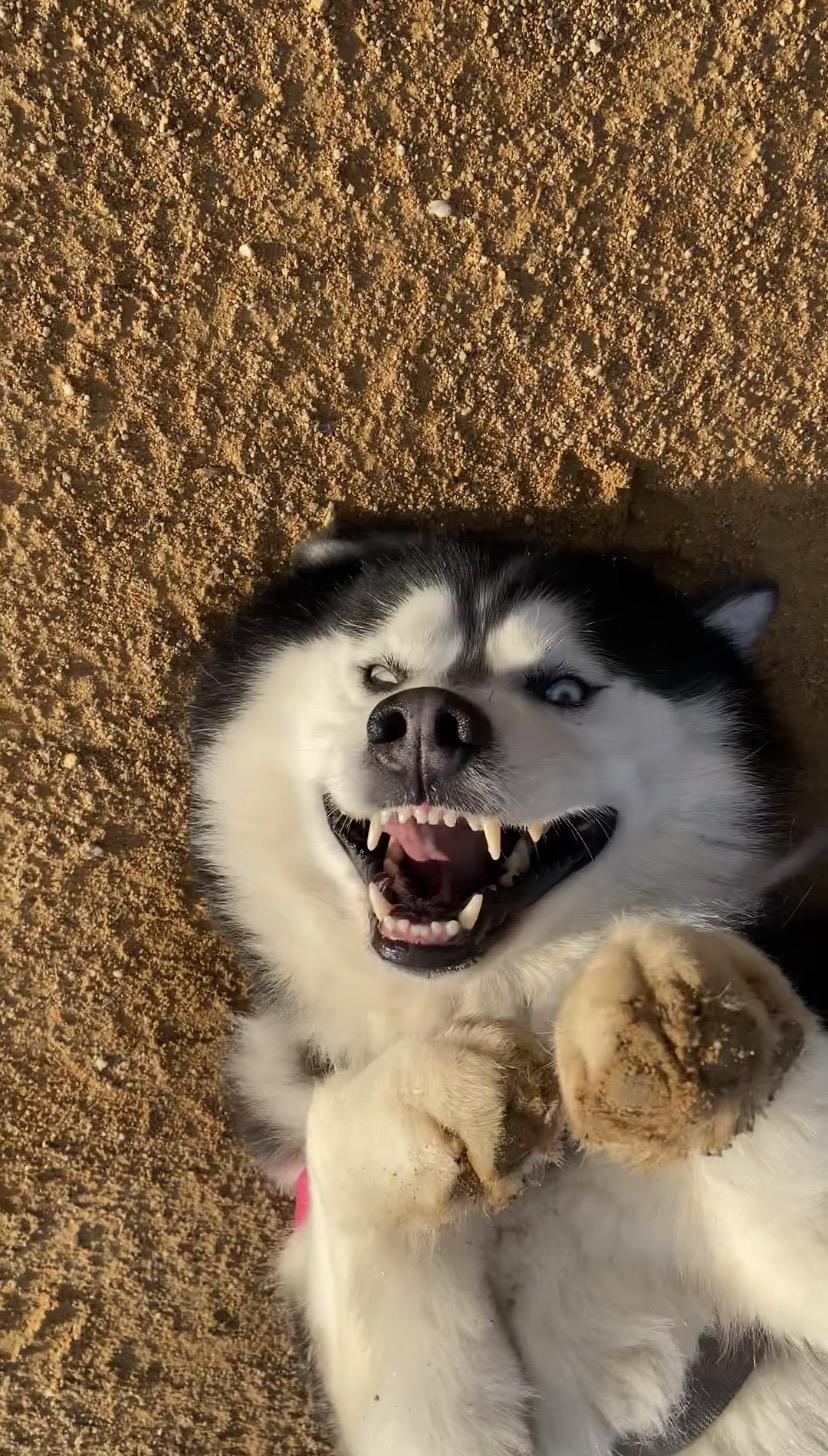 Enlarge Otis, a Adoptable mixed breed in Chico, CA image 3/6