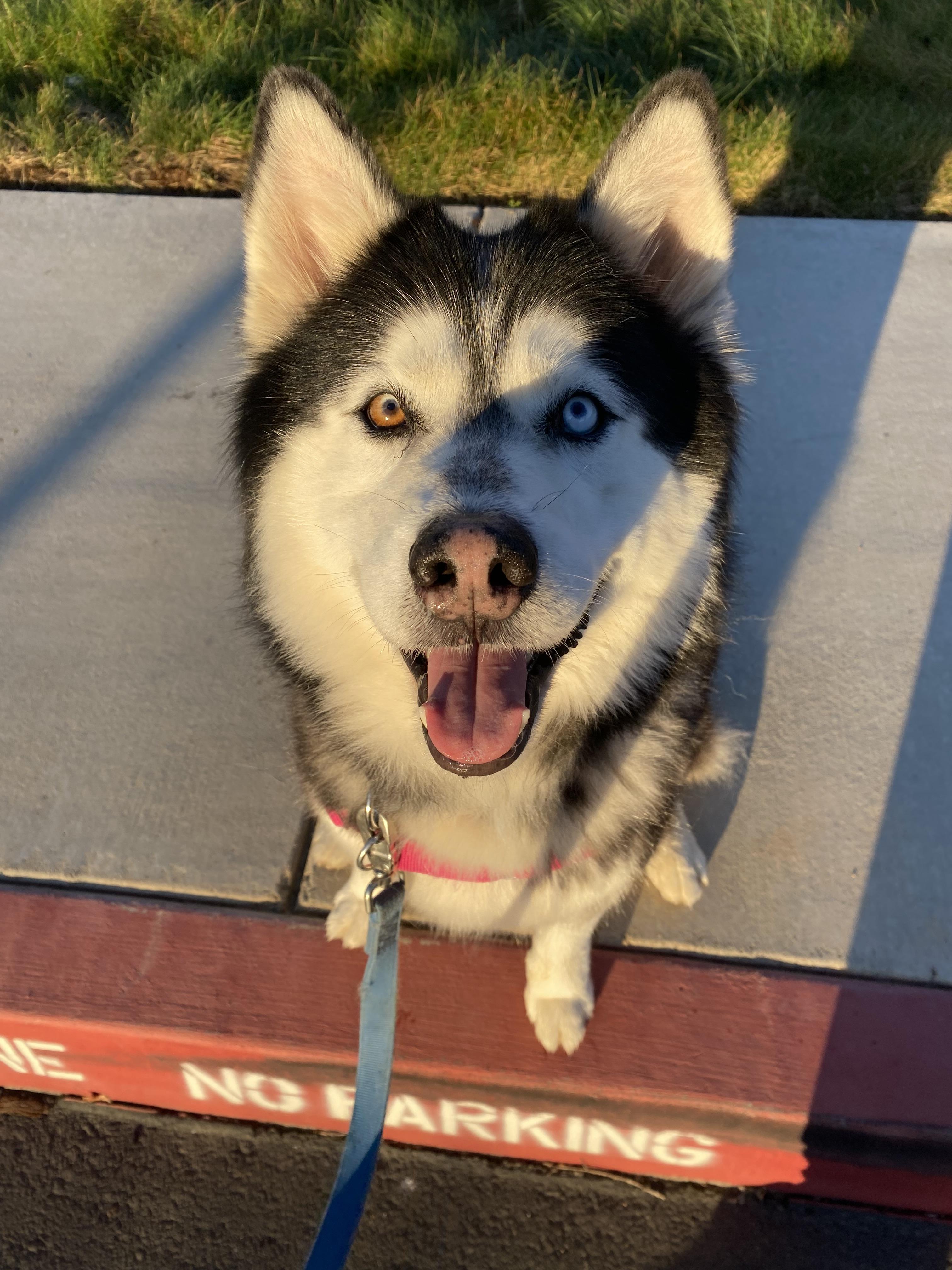 Otis, Adoptable, Adult Male Siberian Husky & Alaskan Malamute.