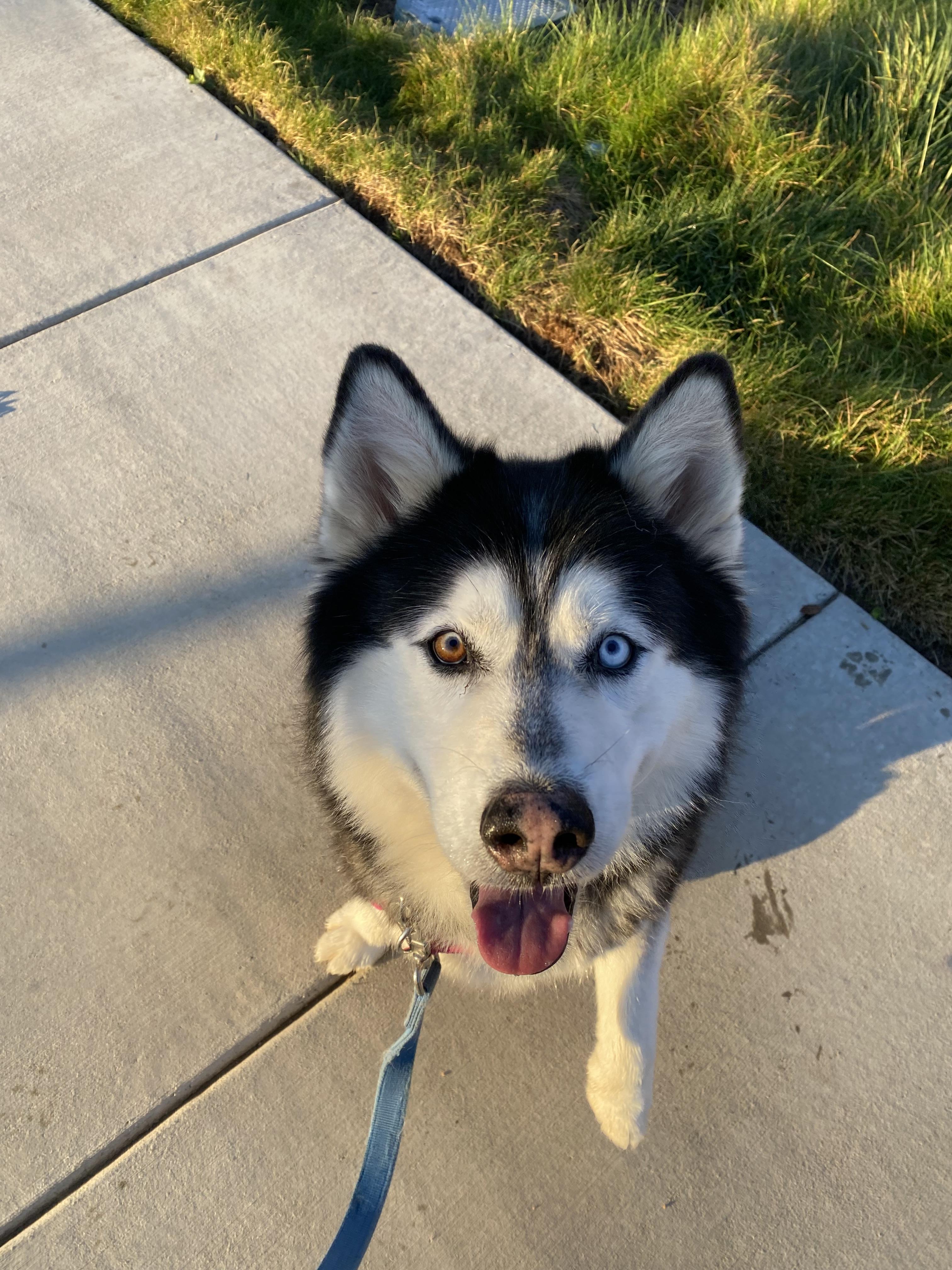 Enlarge Otis, a Adoptable mixed breed in Chico, CA image 2/3