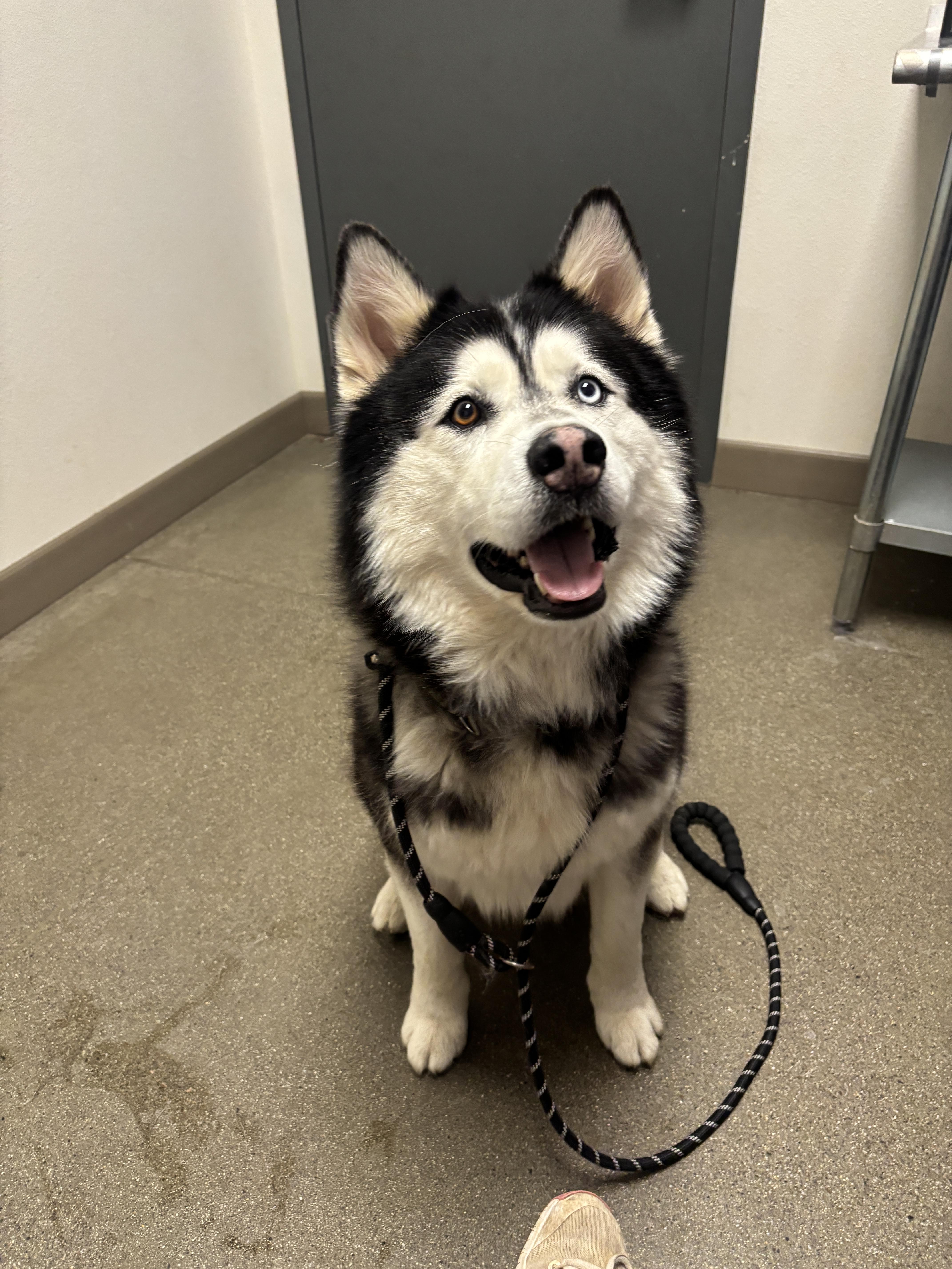 Enlarge Otis, a Adoptable mixed breed in Chico, CA image 3/3