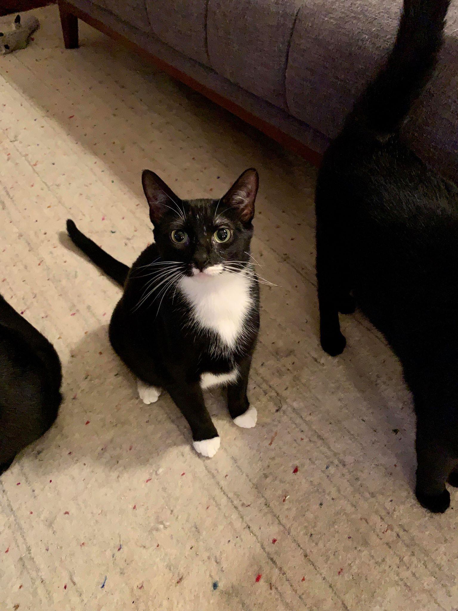 Janice and Marcel (BONDED PAIR), a Adoptable Tuxedo in Southaven, MS image 3/3